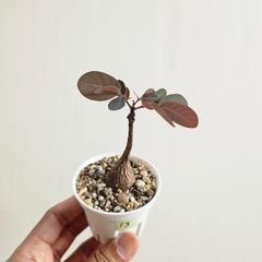⑬♡ミニ株♡〚フィランサス・ミラビリス〛Phyllanthus Mirabilis 塊根植物 コーデックス ポット発送