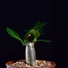 3U3 実生 アデニウム・アラビカム エイリアン Adenium arabicum Alien コーデックス 塊根植物 伝市鉢 アデニウムアラビカム エイリアン