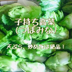 子持ち高菜(つぼみ菜) 900g