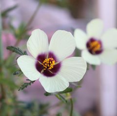 銀銭花（ギンセンカ）　種30粒　花の種