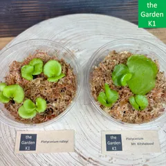 2025年最新】キッチャクードの人気アイテム - メルカリ