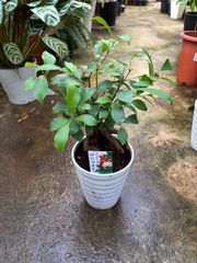 ガジュマル　４号　観葉植物　インテリア　グリーン　人気　オシャレ　リビング　プレゼント