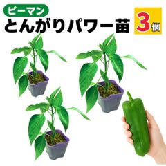 ピーマン 苗 とんがりパワー 3個 ジャンボ 販売 プランター 初心者の方でも育てやすい 家庭菜園 野菜 実生苗 農場直送 9cmポット