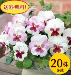 パンジー いちごみるく ポット苗 20個セット  パンジー ビオラ 苗 イングリッシュガーデン 寄せ植え