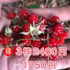 ⭐️冬苺苗3株⭐️ 3株2400円→1250円 木苺苗　木いちご　フユイチゴ苗　ふゆいちご苗　冬いちご苗