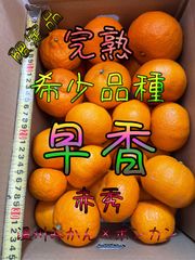 【濃厚】早香（温州みかん×ポンカン）赤秀品　箱込み約5Kg.