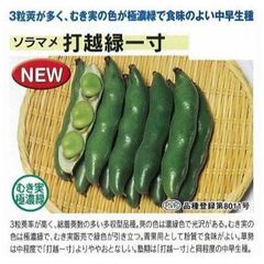 ＜野菜の種＞１０粒　そらまめ　打越緑一寸ソラマメ　鮮やかなグリーン