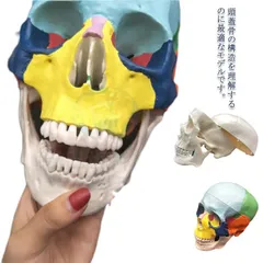 2025年最新】頭骨 標本の人気アイテム - メルカリ