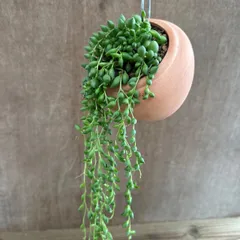 セネシオ ピーチネックレス Senecio 'Peach Necklace' 現品 セネシオ属 オリジナル パルムポット セネキオ ピーチネックレス 観葉植物 観葉 植物 ハンギング 吊り下げ 吊るす インテリア プレゼント おしゃれ かわいい グリーン