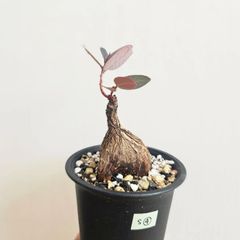 S④〚フィランサス・ミラビリス〛Phyllanthus Mirabilis 塊根植物 コーデックス ポット発送