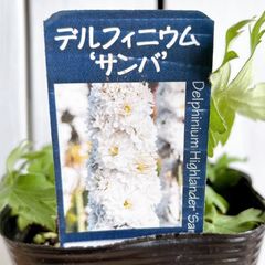 デルフィニウムハイランダー　 ★　サンバ