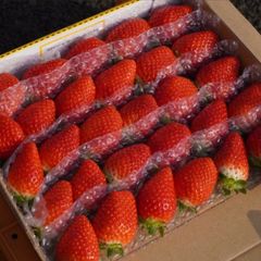 愛媛県産新鮮朝採りいちご