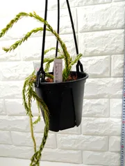 2025年最新】フペルジア トライアングルの人気アイテム - メルカリ