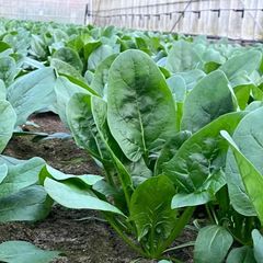 新鮮❗️栽培期間中無農薬小松菜&ほうれん草🥬　クール便