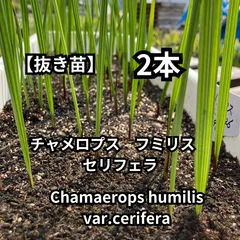 2025年最新】チャメロプス フミリス セリフェラの人気アイテム 2025年最新】チャメロプス フミリス セリフェラの人気アイテム