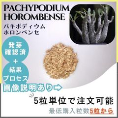 【種子】パキポディウム ホロンベンセ /セット割あり 数量5粒から購入OK
