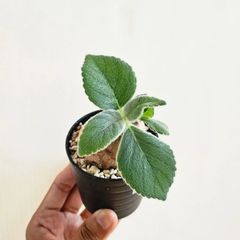 ②《Sinningia Leucotricha》シンニギア・レウコトリカ 断崖の女王 塊根植物 コーデックス