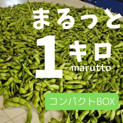 6/13発送【初だるま】枝豆☆まるっと1キロ　全部もぎ　6/13収穫出荷　大川ファーム　産地直送