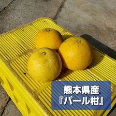 熊本県産みかん『パール柑』箱込み8kg サイズMIX
