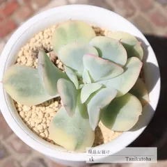 【覆輪斑@1480】ルエラ錦 ルエラ錦 – 多肉植物の通販・販売サイト tawawa