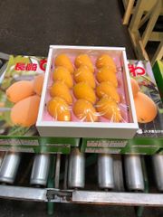 初夏を運ぶ高級 長崎県 ”茂木びわ” 秀品 大玉 650g前後（風袋込）化粧箱入