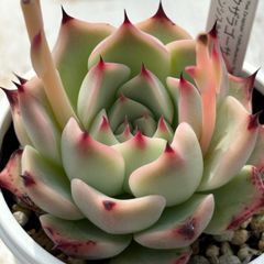 自家交配実生！★ピンクザラゴーサ×チワワエンシスルビーブラッシュ 多肉植物（抜き苗・速達付）自家栽培 国産