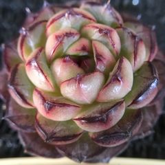 新入荷　多肉植物　エケベリア　チョコフラペチーノ　4-5cm 抜き苗　1株