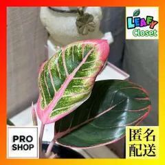 2025年最新】アグラオネマピンクの人気アイテム - メルカリ