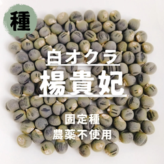 【種】白オクラ　楊貴妃　農薬不使用　20粒