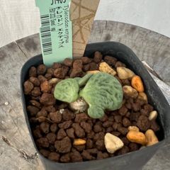 チレコドン エクティプス(51405) Tylecodon ectypus