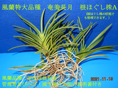風蘭特大品種「奄美長月」A
