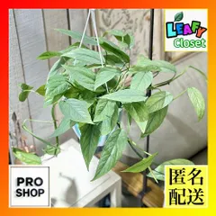 2025年最新】セブブルーの人気アイテム - メルカリ