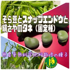 一寸そら豆のタネ5粒とスナップエンドウのタネ20粒と絹さやのタネ20粒　固定種・無農薬無科学肥料栽培の種子　３種類セット販売
