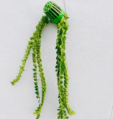［在庫］ディスキディア　ミリオンハート　観葉植物　かわいい　蔓性　おしゃれ　吊り鉢　吊り下げ　ハンギング