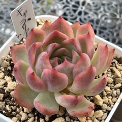 多肉植物 ☘️ キャラリアン 抜き苗