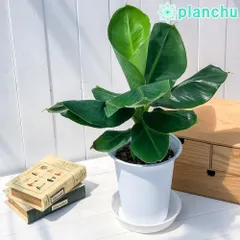 PLANCHU 熱帯果樹 ムサ サンジャクバナナ 6号鉢 受け皿付き 育て方説明書付き Musa acuminata ‘Dwarf Cavendish’ サンジャクバナナ バナナの木 苗 観葉植物のサムネイル