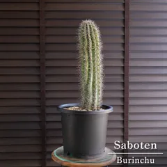 2025年最新】ブリンチュウの人気アイテム - メルカリ