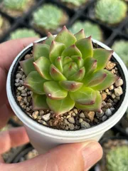 2025年最新】多肉アンの人気アイテム - メルカリ