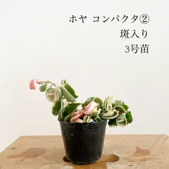 2025年最新】ホヤ コンパクタ 斑入りの人気アイテム - メルカリ