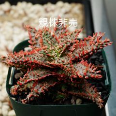 アロエハイブリッドTCT子株 F00433_Aloe Hybrid（TCT）：アロエ・ハイブリッド（子株