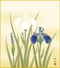 色紙  色紙掛けなし 色紙絵  和風 菖蒲  モダン 掛軸 床の間 和室 おしゃれ 壁掛け 絵