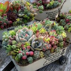 オーダーお受けします 多肉植物寄せ植え ちま寄せ花車