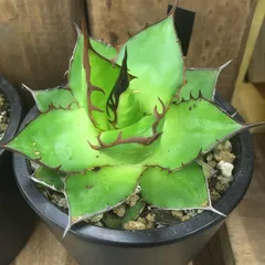 2024年最新】アガベ ホリダ（agave horrida ）の人気アイテム - メルカリ