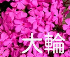 2024年最新】芝桜 ダニエルクッションの人気アイテム - メルカリ