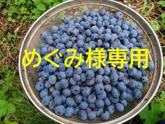 めぐみ様専用　農薬不使用ブルーベリーミックス5㎏プラスα！♪