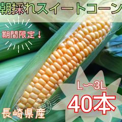 期間限定　スイートコーン　とうもろこし　朝採れ　クール便　長崎県産
