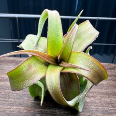 【再入荷】超希少品 Streptophylla red ストレプトフィラレッド 送料無料
