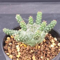 レア種 ユーフォルビア ガムケンシス 抜き苗 ② 455d94afa5f4adcf4f05b07d9b521d