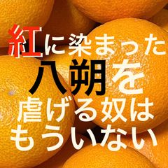 さつき八朔　正味9kg