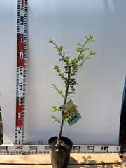 強い山椒苗 /スーパー朝倉山椒5号接木苗・強健台木